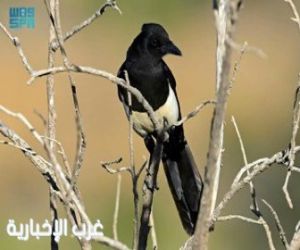 ما الطائر الوحيد الذي يستوطن المملكة دون غيرها؟