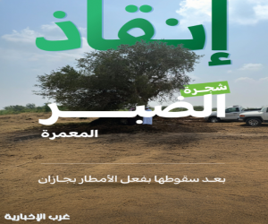 المركز الوطني لتنمية الغطاء النباتي ينجح في إنقاذ شجرة ضبر معمرة بمنطقة جازان