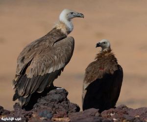 سماء محمية شرعان الطبيعية بالعُلا ترصد ظهور نسراً نادراً مُهدداً بالإنقراض