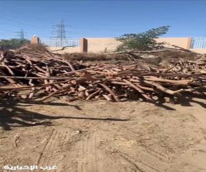 عمالة مخالفة تدمر الغابات في صبيا وتهدد بحدوث كارثة بيئية"والتجار يساهمون في ذلك