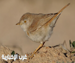 «النمر» يكشف أضرار تناول طيور الدُّخَل.. والفئات الممنوعة من تناولها
