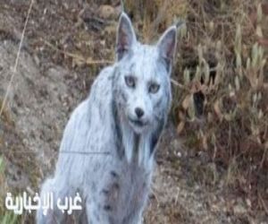 مصور يلتقط لحظات نادرة لأول وشق أيبيرى أبيض فى العالم.. مصور يلتقط لحظات نادرة لأول وشق أيبيرى أبيض فى العالم..