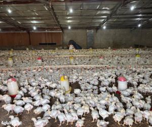 ضبط مشروعين مخالفين لتربية الدواجن في مزارع غران