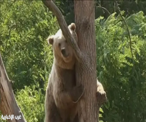 الجيش الياباني ينتشر لحماية المدن بعد هجمات شنتها "الدببة"