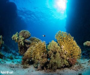 مركز الحياة الفطرية: إدراج" الثقوب الزرقاء" و "رأس حاطبة" ضمن قائمة المحميات الوطنية يعزز الريادة السعودية في الحماية البيئية