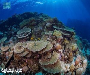 مركز الحياة الفطرية: إدراج" الثقوب الزرقاء" و "رأس حاطبة" ضمن قائمة المحميات الوطنية يعزز الريادة السعودية في الحماية البيئية