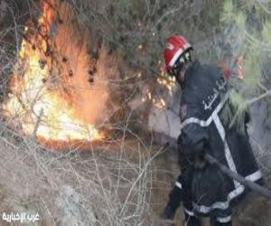 اندلاع 29 حريقًا في الغطاء النباتي خلال 24 ساعة بالجزائر