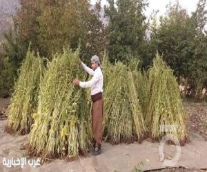 السمسم الجازاني.. إرثٌ زراعيّ يفوح بعبق الأصالة وثراء الأرض ومعاصر السمسم بالجمل مازالت متصدرة