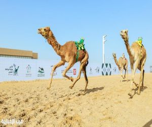 "ميدان الهجن بنجران يُعلن نتائج المرحلة الثانية لسباقات الميادين