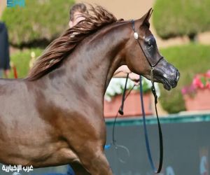 تألّق الأمهار والمهرات يميز منافسات العرض الدولي الثامن لجمال الخيل العربية