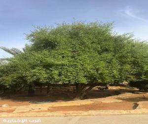 أشجار السدر في جازان.. ذاكرة الطبيعة وصمود يمتد لعقود