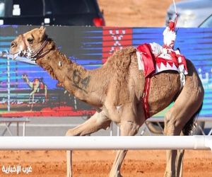 جائزة الملك عبدالعزيز لسباقات الهجن تكشف أسماء الفائزين بالمراكز الأولى