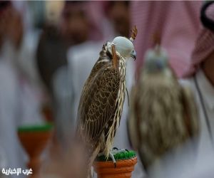 للمرة الأولى في تاريخ المهرجان.. شوطان للصقور المنغولية بجوائز تصل إلى 887 ألف ريال