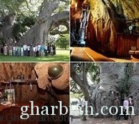 صور/ مقهى داخل شجرة مجوفة عمرها 6000 سنة قبل الميلاد!
