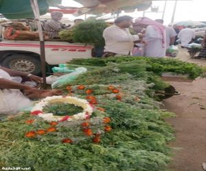عبق الفل والكادي.. الأعشاب العطرية تروي حكاية الجمال والتراث في جازان