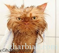  لقطات مضحكة للقطط بعد الاستحمام! " صور"