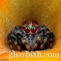  ماليزي يلتقط صوراً مثيرة لإظهار تفاصيل العناكب " صور "