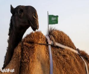 الإبل في نجران.. إرثٌ متجذّر وحضورٌ حيّ في ذاكرة الإنسان والمكان