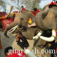  تايلاند تحتفل بعيد " الفيل" ! تقريرمصور