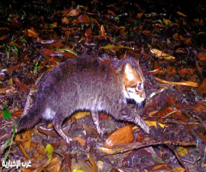 كاميرات محمية تايلاندية ترصد للمرة الأولى منذ (3) عقود قطًا مسطح الرأس