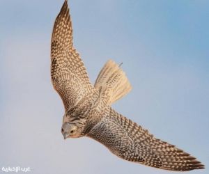 مهرجان الملك عبدالعزيز للصقور 2025 يشهد أشواطًا تأهيلية حماسية للمُلاك المحليين