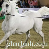 كيف يتم اختيار أجمل الخيول العربية؟ "صور"