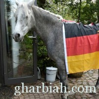 "ناصر" حصان عربي لا يعيش إلا داخل المنزل ويتكهن بمباريات كأس العالم!" صور"