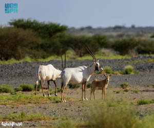 مركز الحياة الفطرية يشارك في اليوم الخليجي للحياة الفطرية 2025 ويؤكد التزامه بصون التنوع الأحيائي