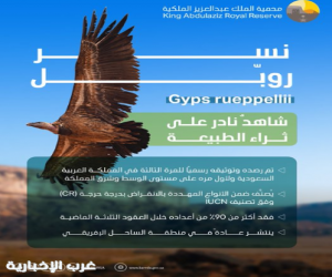 محمية الملك عبدالعزيز ترصد "نسر روبّل" المهدد بالانقراض لأول مرة في وسط وشرق المملكة