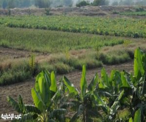 مركز خدمات المزارعين بالعلا ينفذ عدة برامج تدريبية خلال شهر يناير