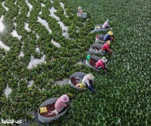 جامعة نانجينغ تطلق أول نموذج لغوي مفتوح المصدر للزراعة في الصين