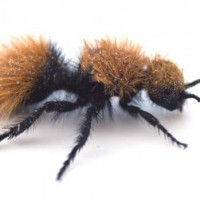 النمل المخملي … الحشرة التي لا تُقهر "صـور "