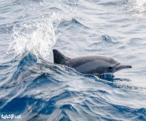 أسراب الدلافين ترسم مشاهد الدهشة وتنعش السياحة البحرية بجزر الليث