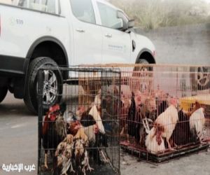 فرع وزارة البيئة بالرياض يعلن عن مزاد لبيع 107 أنواع من الدواجن