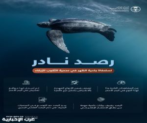 في تسجيل نادر.. مركز الحياة الفطرية يرصد سلحفاة جلدية الظهر في البحر الأحمر