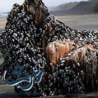 صور: كائنات غريبة تغطي شاطئ نيوزيلندا تحير الجميع