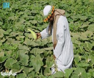 القطاع الزراعي في جازان.. وفرة في المحاصيل ودعم مستدام لتعزيز الأمن الغذائي