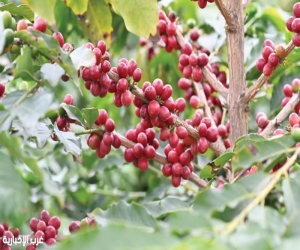 من مرتفعات جازان إلى مائدة رمضان.. البن السعودي إرث ثقافي وطني يعزز جودة الغذاء وحضور المنتج المحلي