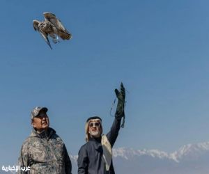 السعودية تطلق صقوراً نادرة في كازاخستان لدعم الأنواع المهددة بالانقراض