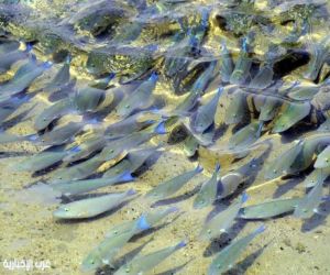أسماك الحريد بجزر فرسان.. أسراب موسمية تُزيِّن المياه والطبيعة الساحرة