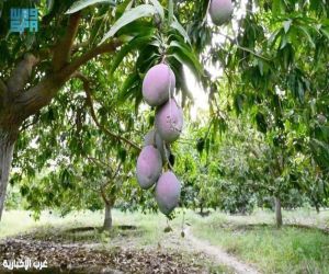 مانجو جازان.. إنتاج متنامٍ يفتح فرصًا واعدة في التصنيع الغذائي