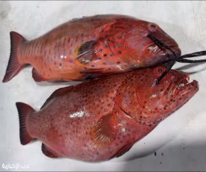 بدء حظر صيد الناجل والطرادي على ساحل البحر الأحمر لمدة شهرين