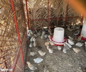 تكثيف الجولات الرقابية وضبط مخالفات الدواجن العشوائية بأضم