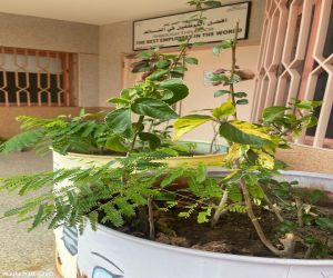 مدارس تعليم الطائف تتفاعل مع مبادرة السعودية الخضراء