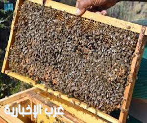 عسير.. ورشة لتربية ملكات النحل تعزز إنتاجية العسل وفق أفضل الممارسات العالمية