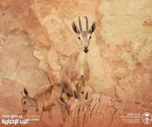 «الحياة الفطرية»: ولادة أول وعل بمحمية الوعول في 2026