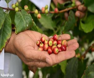 البن النجراني.. ركيزة استثمارية واعدة تدعم الأمن الغذائي والاقتصاد المحلي