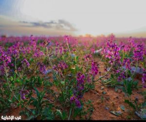 "الغطاء النباتي" يوقع عقودًا استثمارية لتطوير 3 متنزهات وطنية بمساحة تتجاوز ٢١ مليون متر مربع