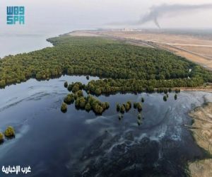 غابات المانجروف في جازان.. كنز بيئي يعزز الاستدامة ويحمي السواحل