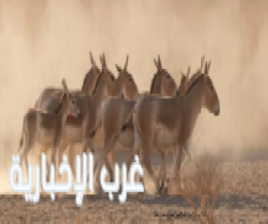 لأول مرة منذ أكثر من 100 عام .. المملكة تسجّل ولادة أحد أندر الحيوانات في العالم